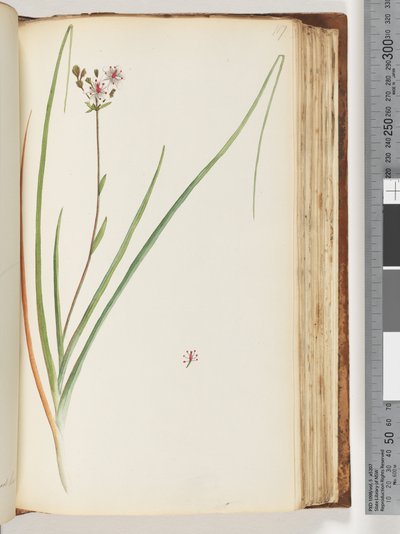 Page 117. Plante non identifiée - Unknown artist