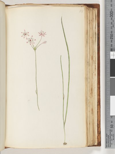 Page 118. Plante non identifiée - Unknown artist