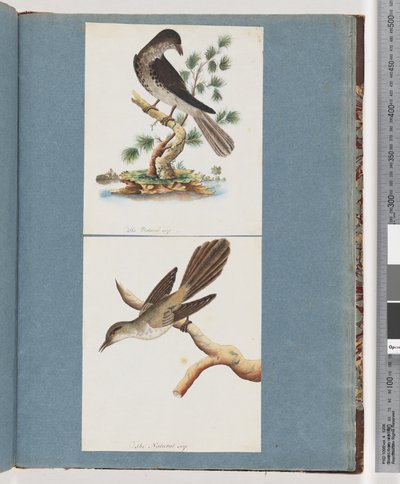Page 119. Oiseau non identifié. 120. Oiseau non identifié - Unknown artist