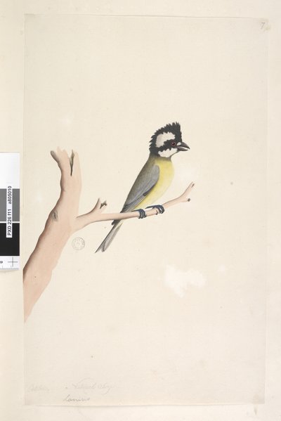 Page 11. Lanius. au-dessus du titre dans une autre main Octobre. Taille naturelle Crested Shrike, Tit Falcunculus frontatus, 1791-92 - Unknown artist