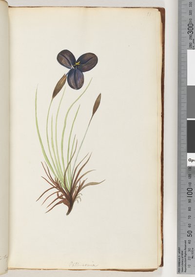 Page 11. Pattersonia - Unknown artist