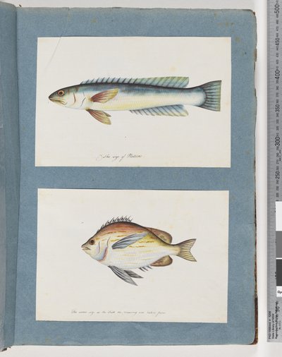 Poisson non identifié - Unknown artist