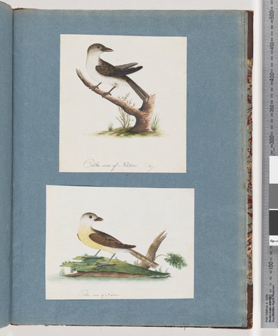 Page 121. Oiseau non identifié. 122. Oiseau non identifié - Unknown artist
