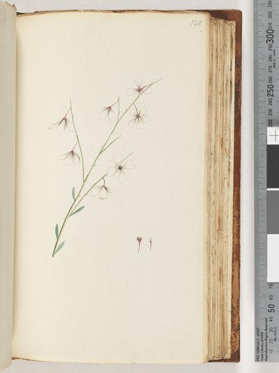 Page 121. Plante non identifiée - Unknown artist