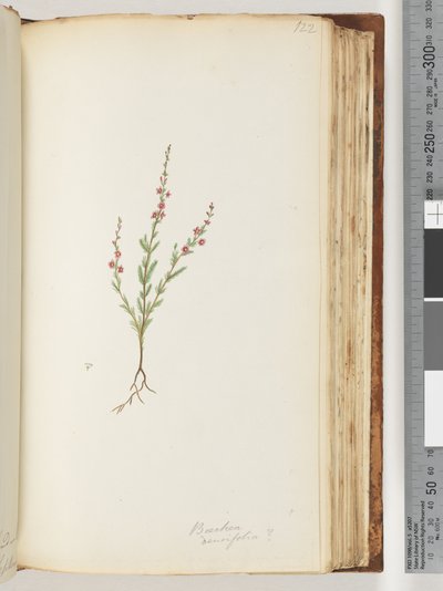 Page 122. Baeckea densifolia, peut-être - Unknown artist