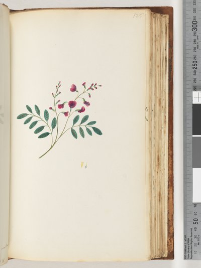 Page 125. Plante non identifiée - Unknown artist