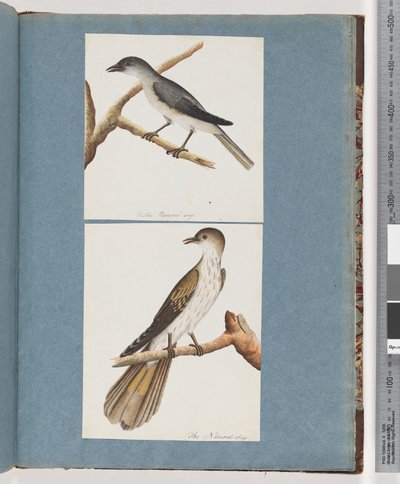 Page 127. Oiseau non identifié. 128. Oiseau non identifié - Unknown artist