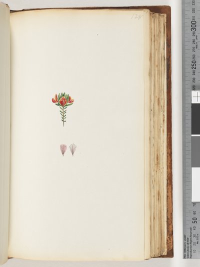 Page 128. Plante non identifiée - Unknown artist