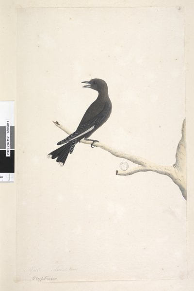 Page 12. Ocypterus. Dessiné à la taille naturelle, avril, Dusky Wood, Swallow Artamus cyanopterus - Unknown artist