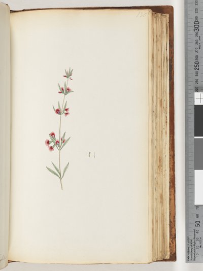Page 130. Plante non identifiée - Unknown artist