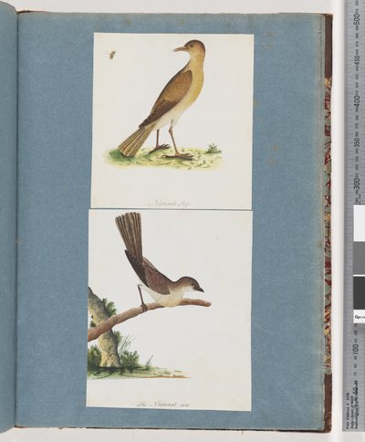 Page 131. Oiseau non identifié. 132. Oiseau non identifié - Unknown artist