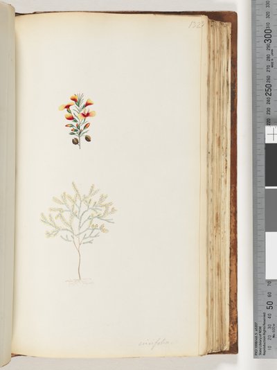Page 132. Ericifolia - Unknown artist