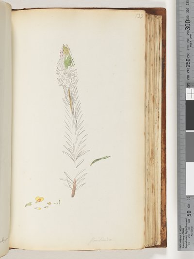 Floribunda dessin inachevé - Unknown artist