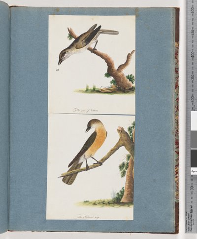 Page 133. Oiseau non identifié. 134. Oiseau non identifié - Unknown artist
