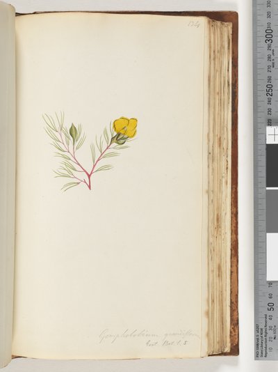 Page 134. Gompholobium grandiflorum / Exot. Bot. t. 5 - Unknown artist