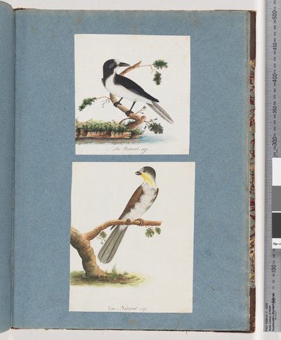 Page 135. Oiseau non identifié. 136. Oiseau non identifié - Unknown artist