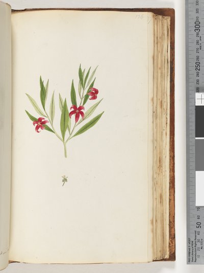 Page 136. Plante non identifiée - Unknown artist