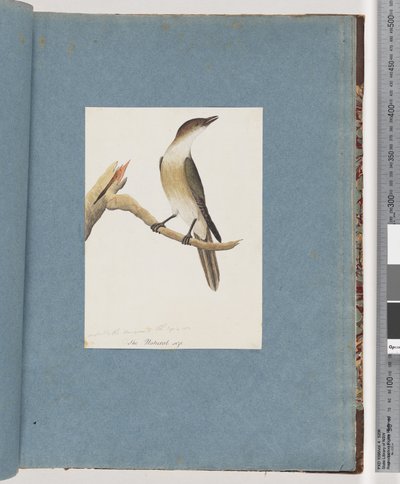 Page 137. Oiseau non identifié, peut-être la Grive harmonique - Unknown artist