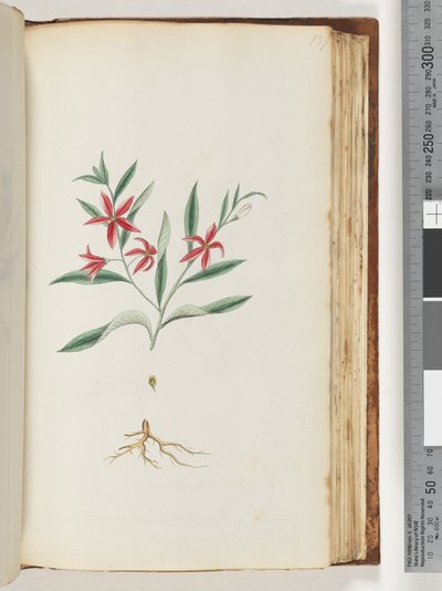 Page 137. Plante non identifiée - Unknown artist