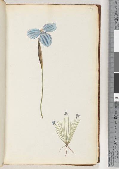 Page 13. Plante non identifiée - Unknown artist