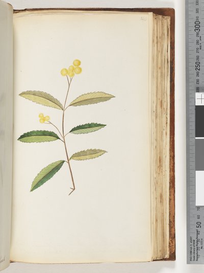 Page 140. Fleur non identifiée, octobre 1794 - Unknown artist