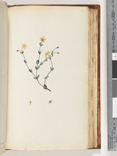 Page 141. Plante non identifiée - Unknown artist