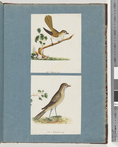 Page 142. Oiseau non identifié. 143. Oiseau non identifié - Unknown artist