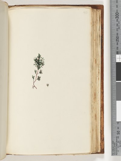 Page 143. Plante non identifiée - Unknown artist