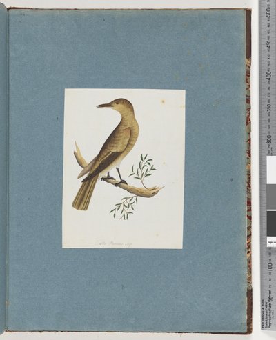 Page 144. Oiseau non identifié - Unknown artist