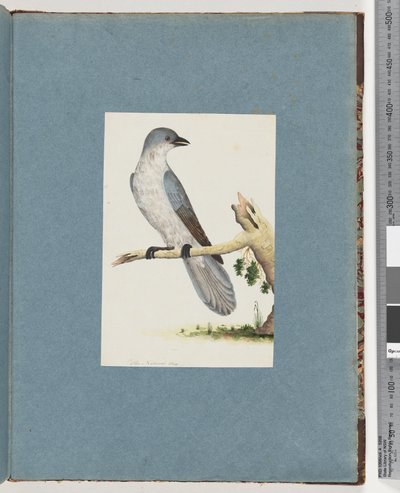 Page 145. Oiseau non identifié - Unknown artist