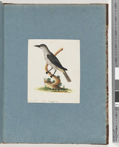 Page 146. Oiseau non identifié. Méliphage - Unknown artist