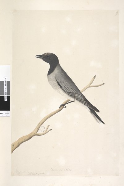 Page 14. Ceblephyris. au-dessus du titre dans une autre main Août. Taille naturelle Petit Coucou, Pie-grièche? Coracina robusta, 1791-92 - Unknown artist