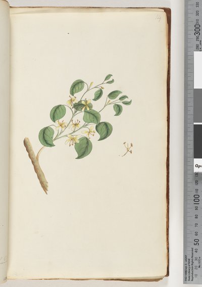 Page 14. Plante non identifiée - Unknown artist