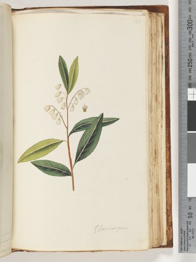 Elaeocarpus - Unknown artist