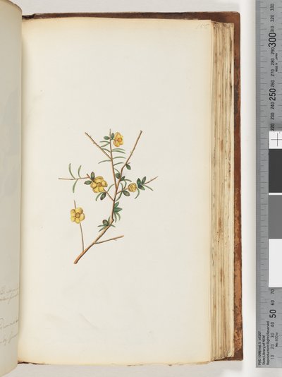 Page 155. Plante non identifiée - Unknown artist
