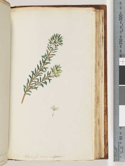 Page 159. Westringea rosmariniformis - Unknown artist
