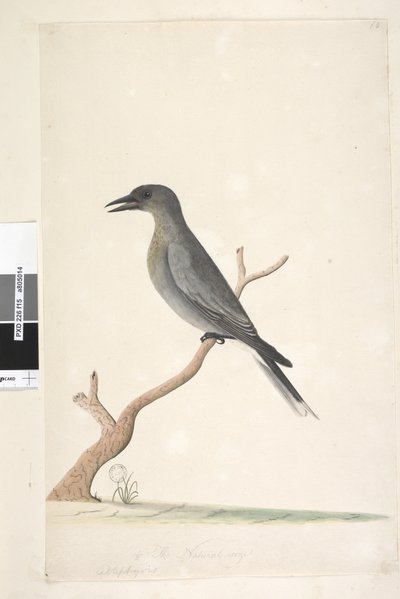 Page 15. Ceblephyris. taille naturelle Grey Currawong Strepera versicolor, 1791-92 - Unknown artist