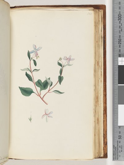 Page 160. Plante non identifiée - Unknown artist