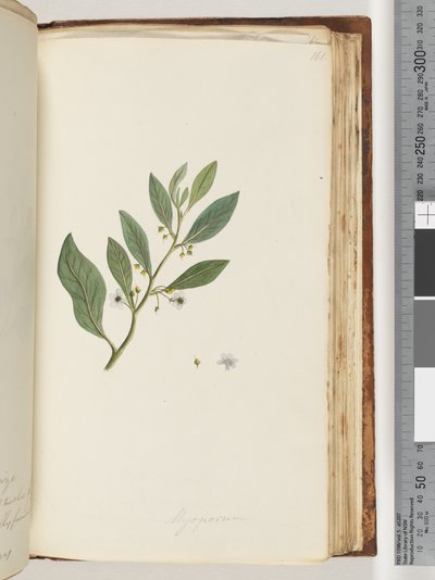 Page 161. Myoporum - Unknown artist