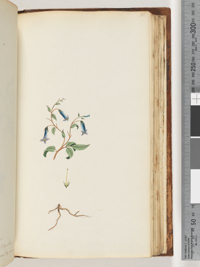 Page 165. Plante non identifiée - Unknown artist