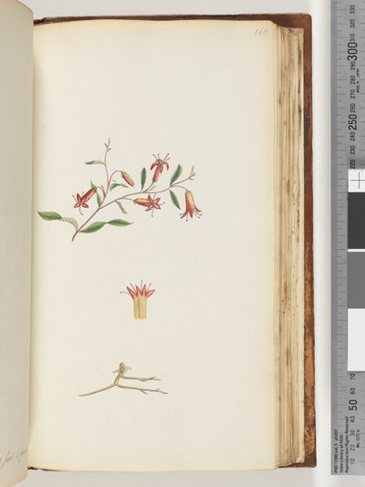 Page 166. Plante non identifiée - Unknown artist