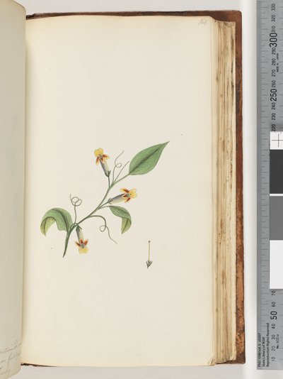 Page 168. Plante non identifiée - Unknown artist