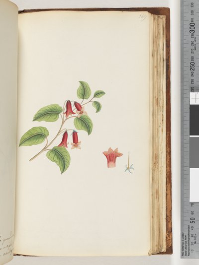 Page 169. Plante à fleurs sans nom - Unknown artist
