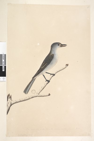 Page 16. Ceblephyris. Taille naturelle Grive musicienne Colluricincla harmonica, 1791-92 - Unknown artist