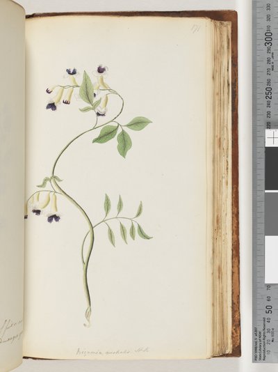 Page 171. Bignonia australis H.K - Unknown artist