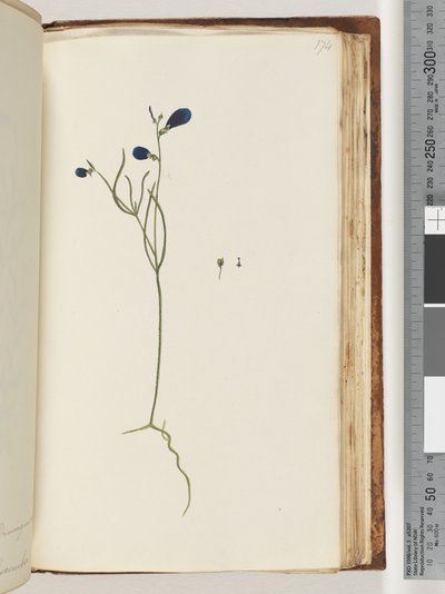 Page 174. Plante non identifiée - Unknown artist