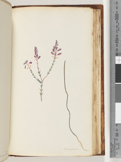 Page 175. Comaspernia - Unknown artist