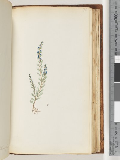 Page 176. Plante non identifiée - Unknown artist
