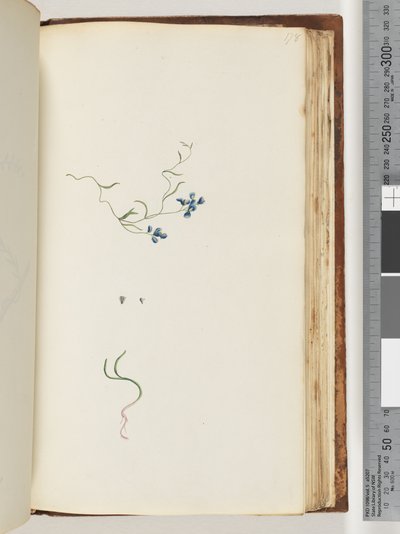 Page 178. Plante non identifiée - Unknown artist