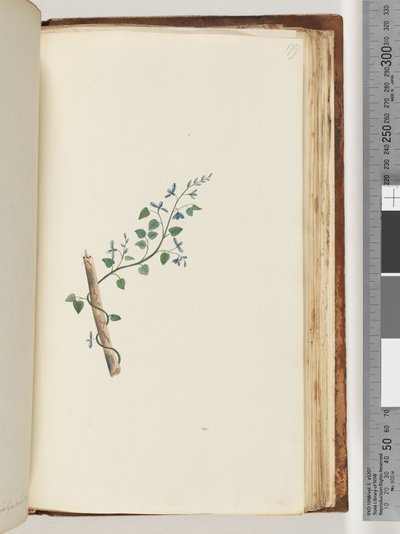 Page 179. Plante non identifiée - Unknown artist